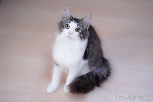 成約済の愛知県のノルウェージャンフォレストキャット-101458の8枚目
